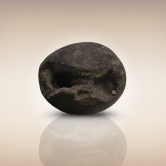 Shri Laxmi Narayan Shaligram - SH039