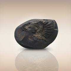 Shri Laxmi Narayan Shaligram - SH041