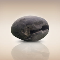 Shri Laxmi Narayan Shaligram - SH042