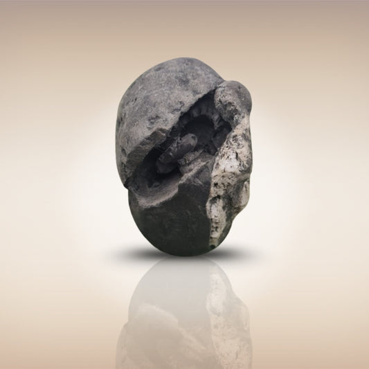 Shri Laxmi Narayan Shaligram - SH043