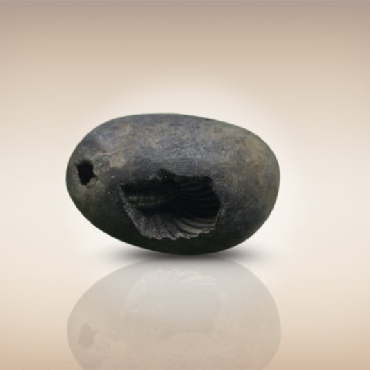 Shri Laxmi Narayan Shaligram - SH047