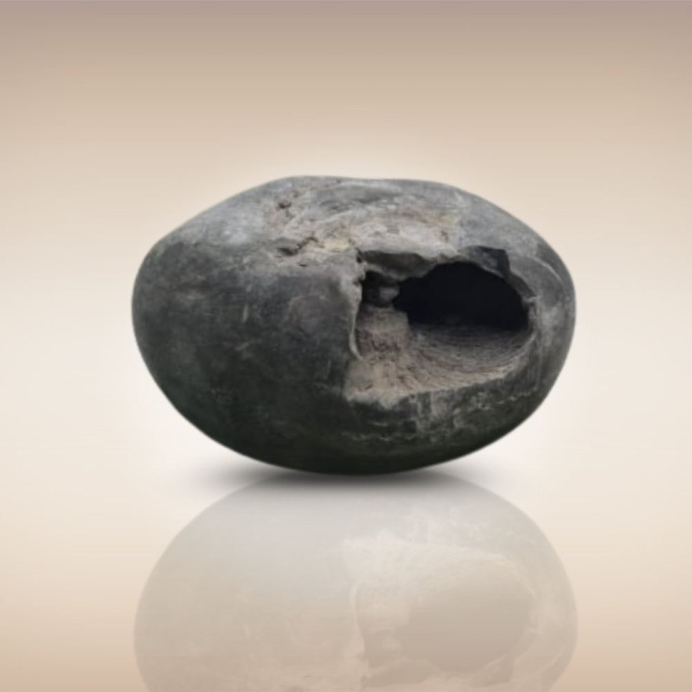 Shri Laxmi Narayan Shaligram - SH051