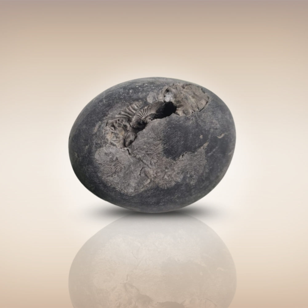 Shri Laxmi Narayan Shaligram - SH054