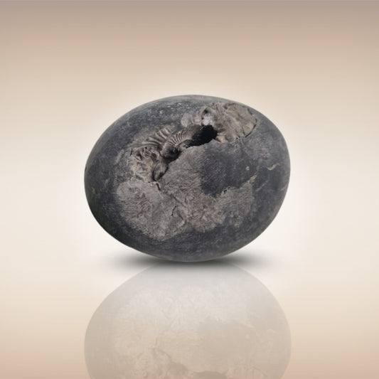 Shri Laxmi Narayan Shaligram - SH054