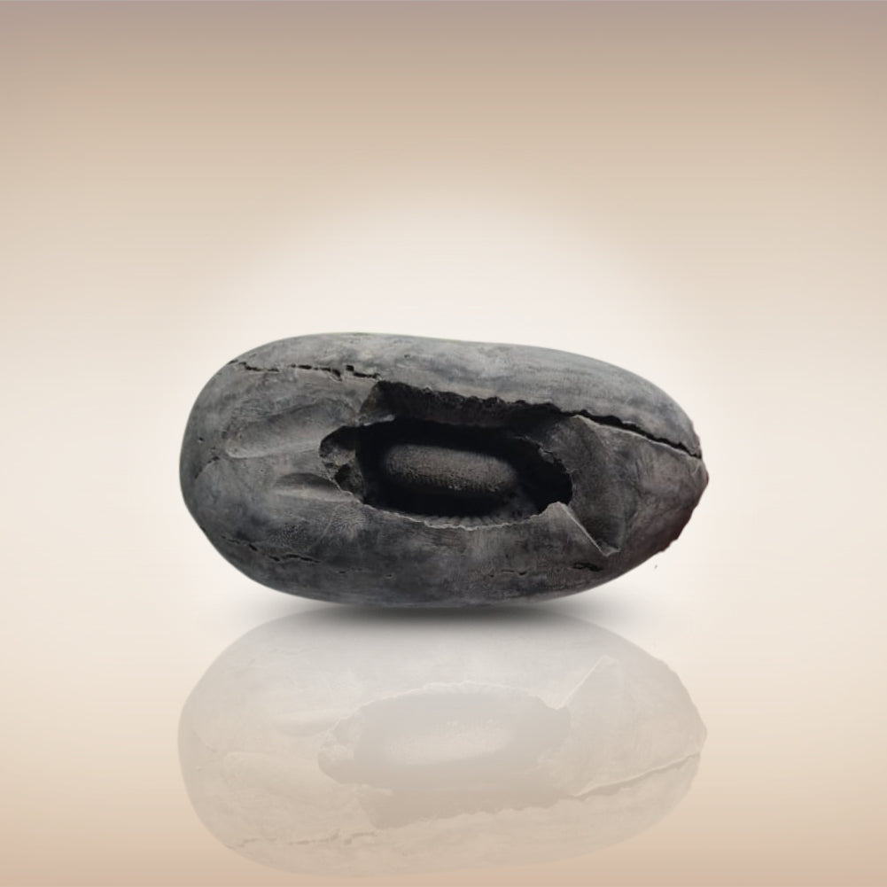 Shri Laxmi Narayan Shaligram - SH055