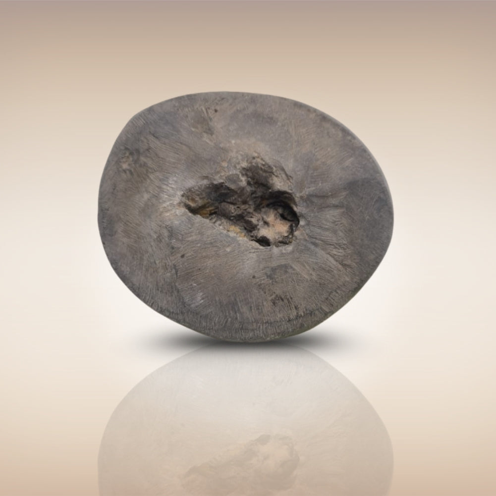 Shri Laxmi Narayan Shaligram - SH057