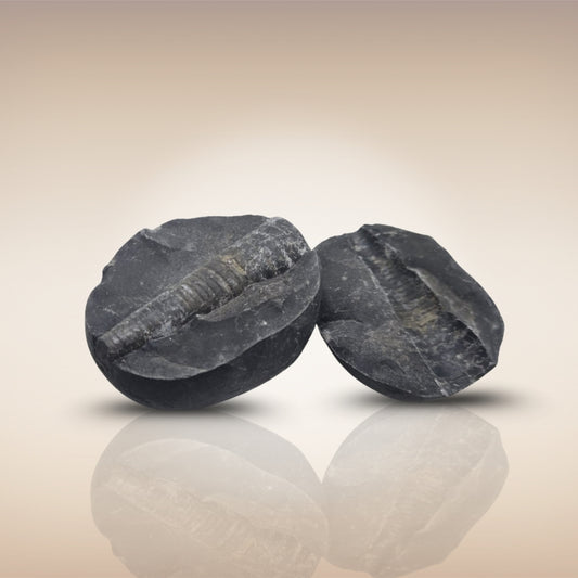 Shri Laxmi Narayan Shaligram - SH058