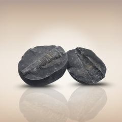 Shri Laxmi Narayan Shaligram - SH058