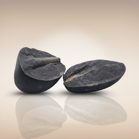 Shri Laxmi Narayan Shaligram - SH059