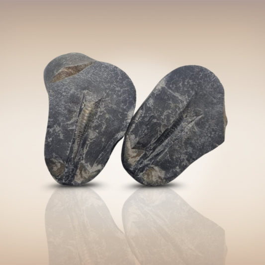 Shri Laxmi Narayan Shaligram - SH060