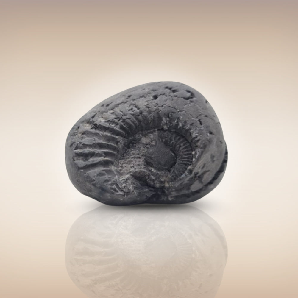 Shri Laxmi Narayan Shaligram - SH061