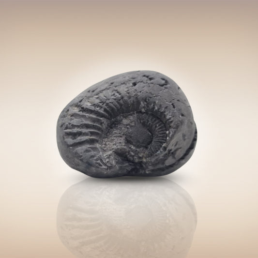 Shri Laxmi Narayan Shaligram - SH061