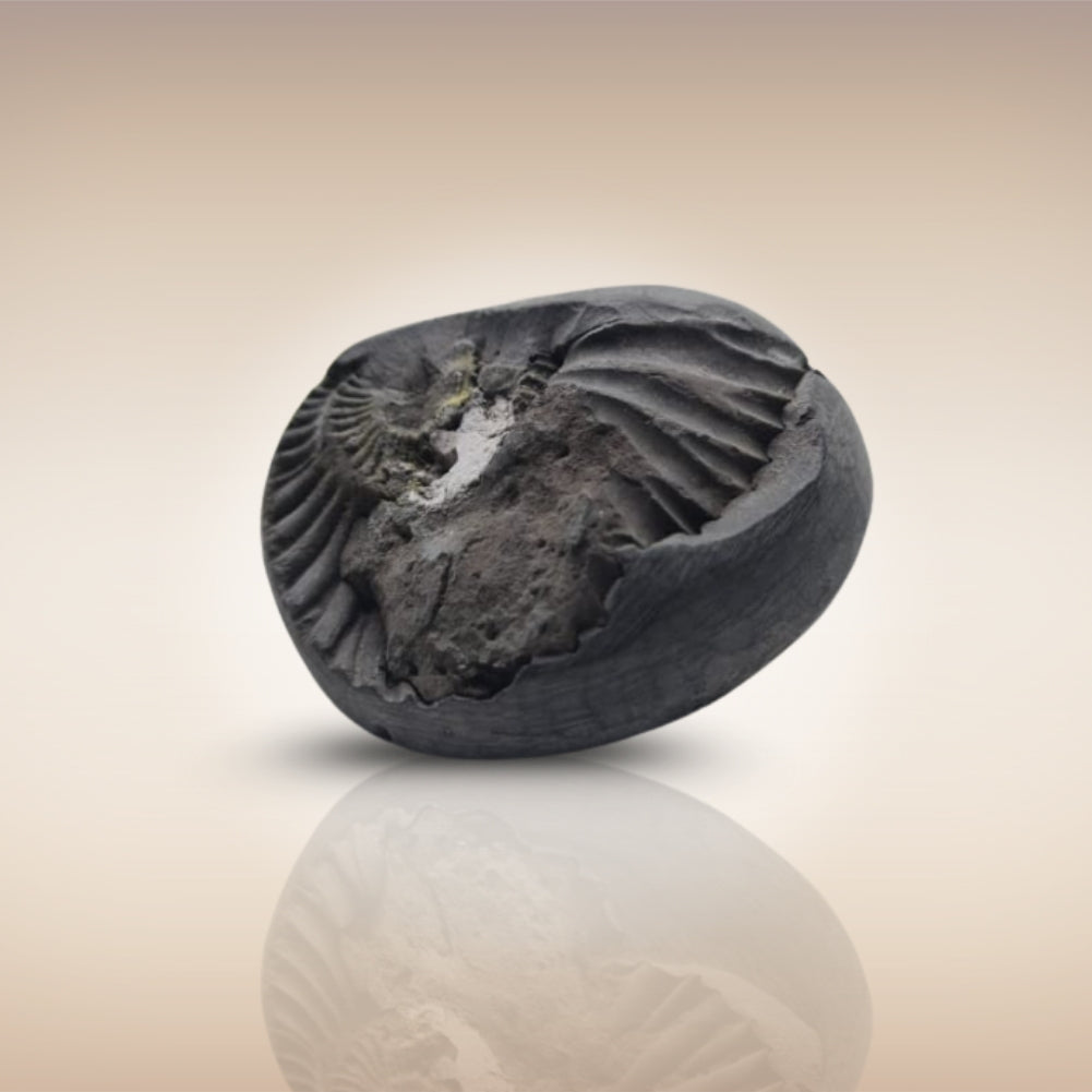 Shri Laxmi Narayan Shaligram - SH062