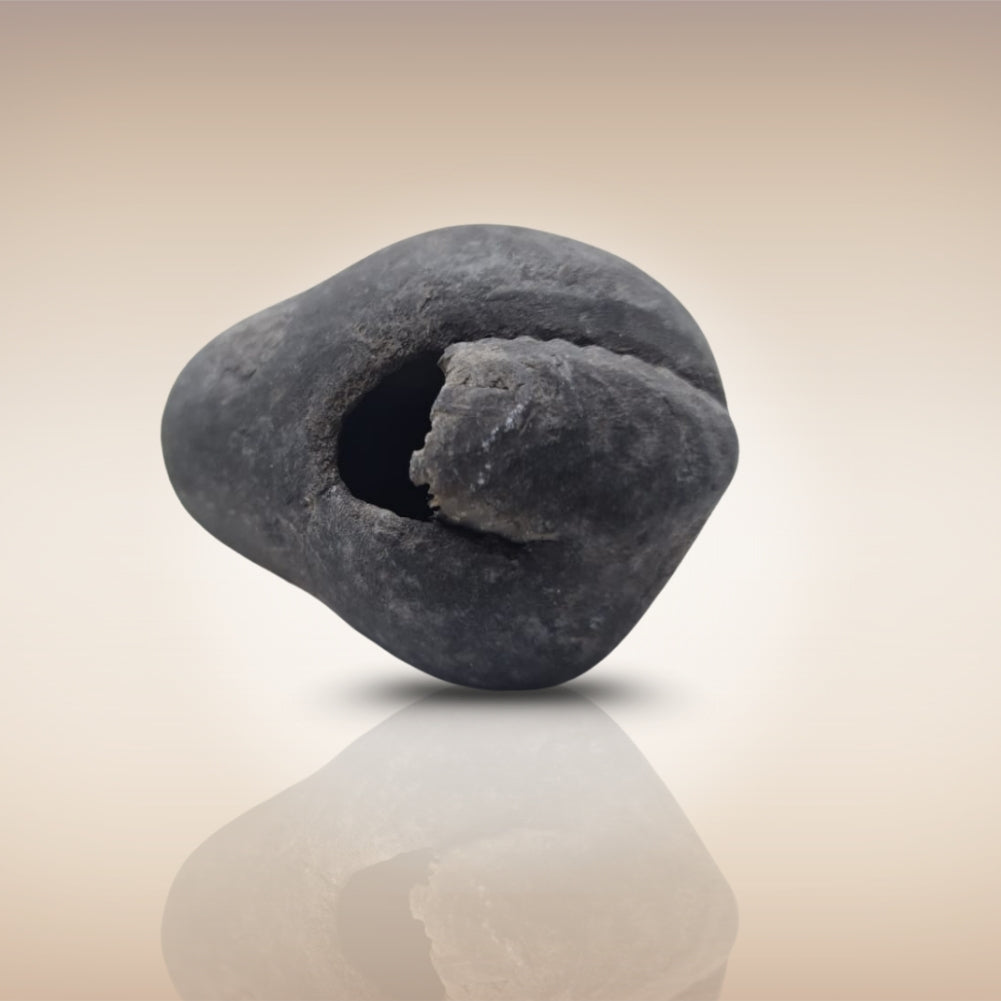 Shri Laxmi Narayan Shaligram - SH065