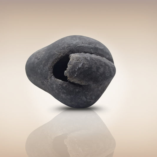 Shri Laxmi Narayan Shaligram - SH065