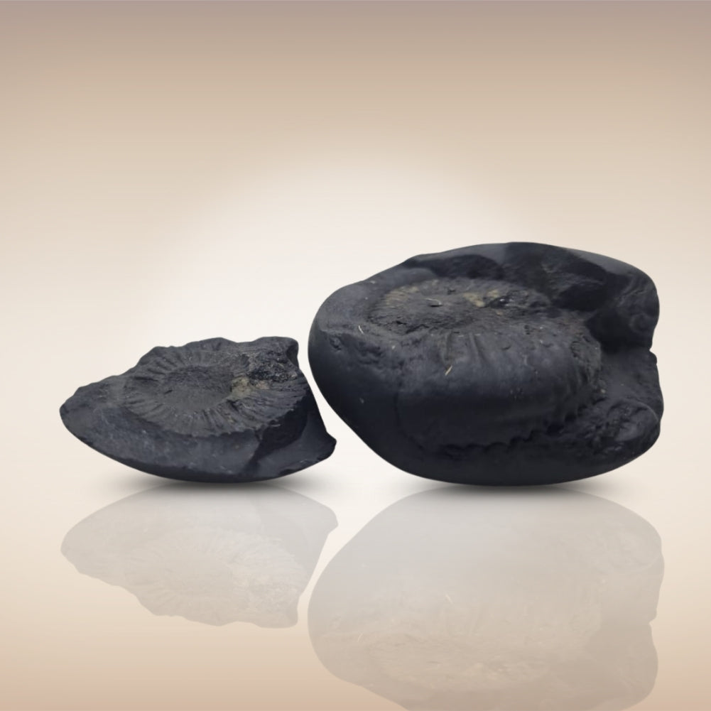 Shri Laxmi Narayan Shaligram - SH067
