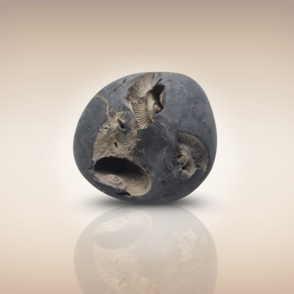 Shri Laxmi Narayan Shaligram - SH069