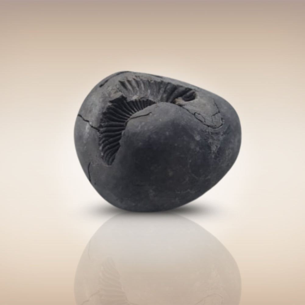 Shri Laxmi Narayan Shaligram - SH072
