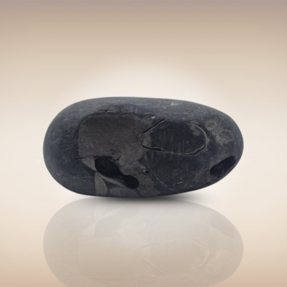 Shri Laxmi Narayan Shaligram - SH073