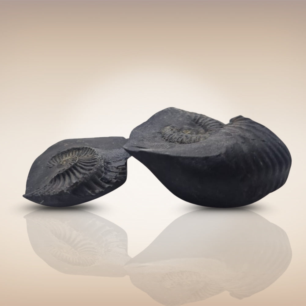 Shri Laxmi Narayan Shaligram - SH074
