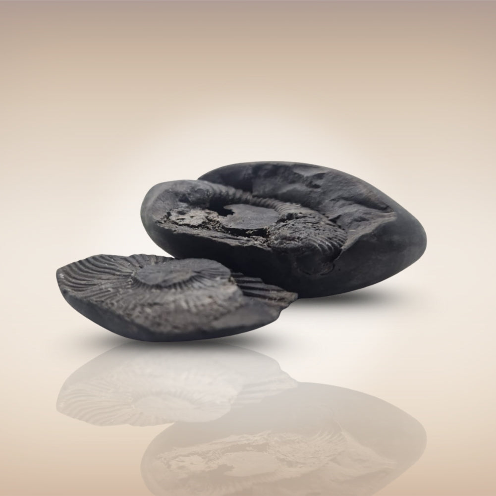 Shri Laxmi Narayan Shaligram - SH076