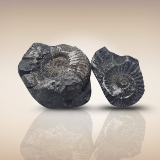 Shri Laxmi Narayan Shaligram - SH078