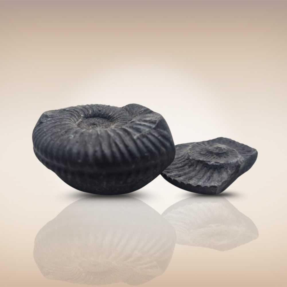 Shri Laxmi Narayan Shaligram - SH079