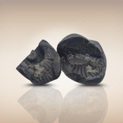Shri Laxmi Narayan Shaligram - SH081