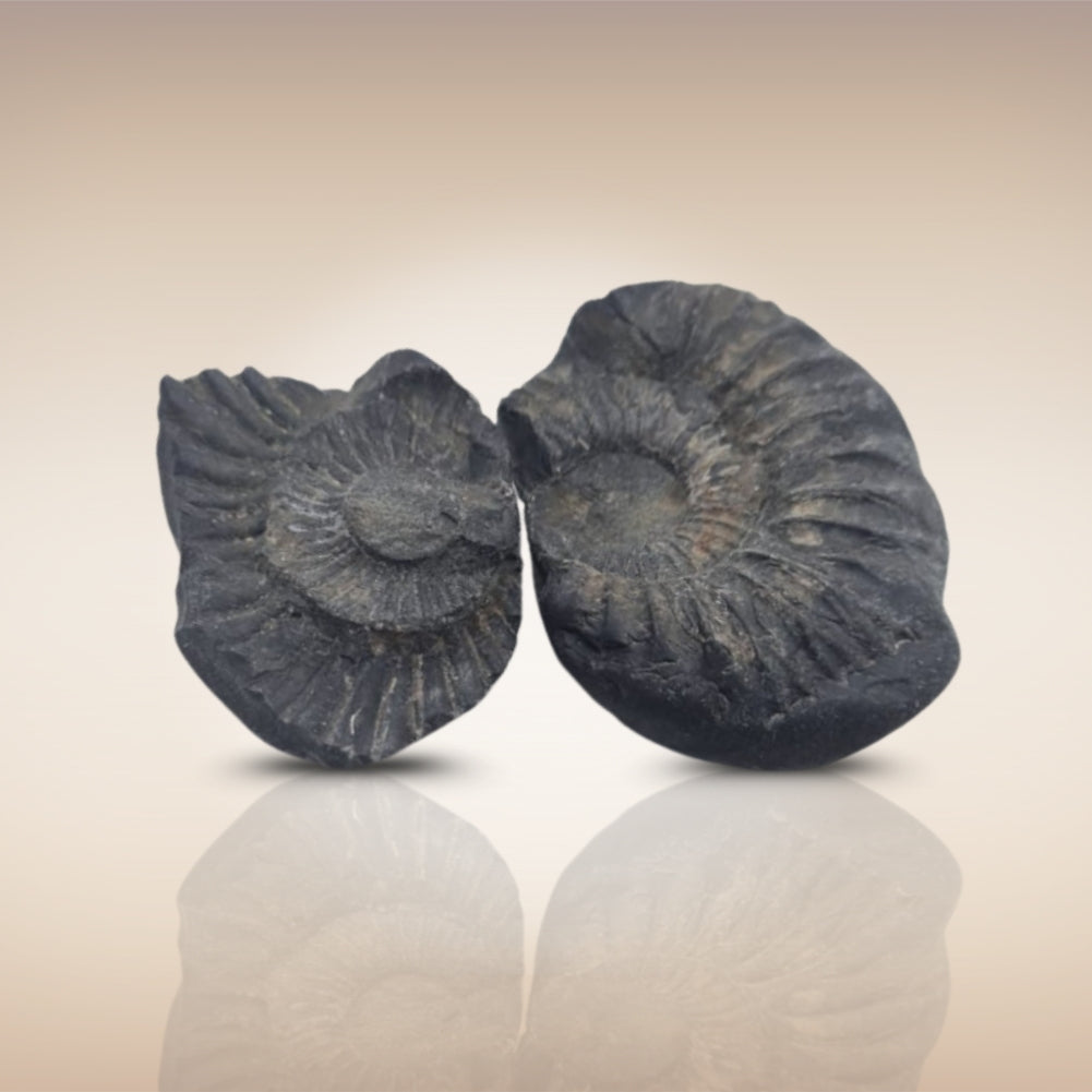 Shri Laxmi Narayan Shaligram - SH082