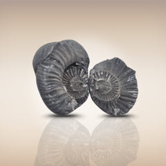 Shri Laxmi Narayan Shaligram - SH083