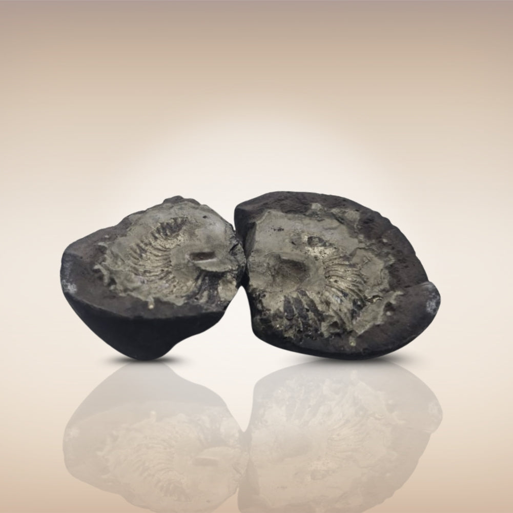 Shri Laxmi Narayan Shaligram - SH085