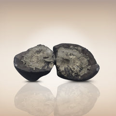 Shri Laxmi Narayan Shaligram - SH085