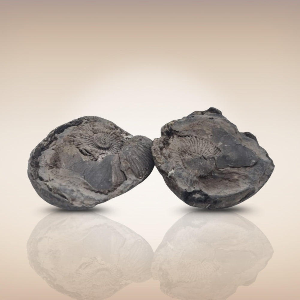 Shri Laxmi Narayan Shaligram - SH086