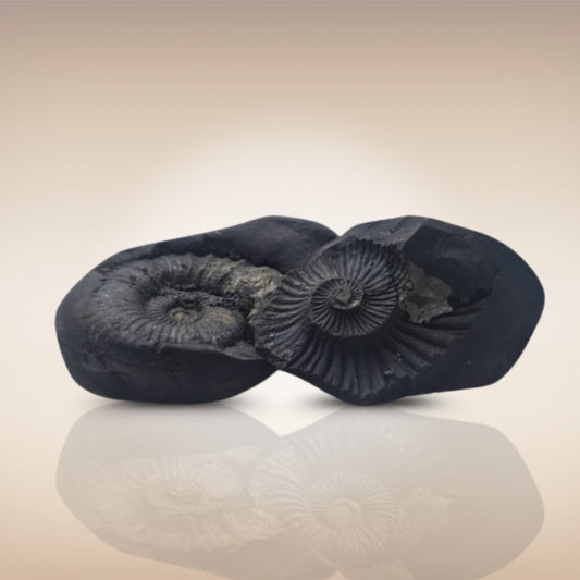 Shri Laxmi Narayan Shaligram - SH087