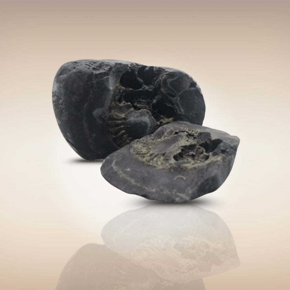 Shri Laxmi Narayan Shaligram - SH088