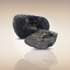 Shri Laxmi Narayan Shaligram - SH088