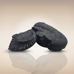 Shri Laxmi Narayan Shaligram - SH089