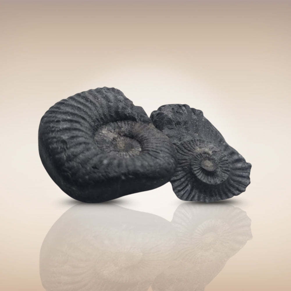 Shri Laxmi Narayan Shaligram - SH090