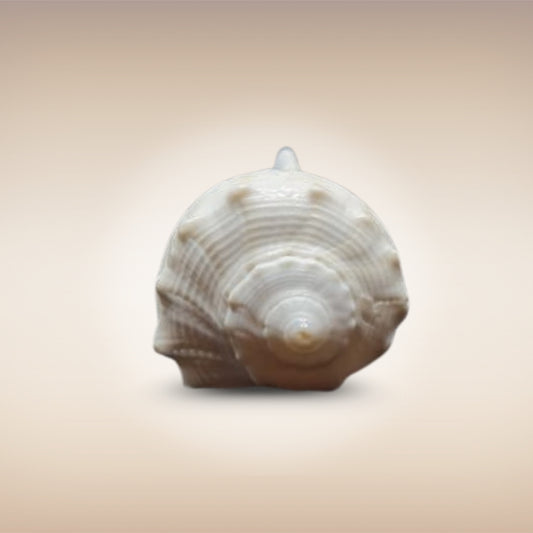 Dakshinavarti Shankh | Conch | Blowing Shankh Length 3 Inch