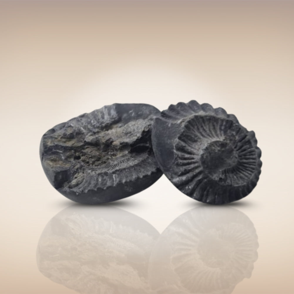 Shri Laxmi Narayan Shaligram - SH093