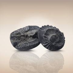 Shri Laxmi Narayan Shaligram - SH093