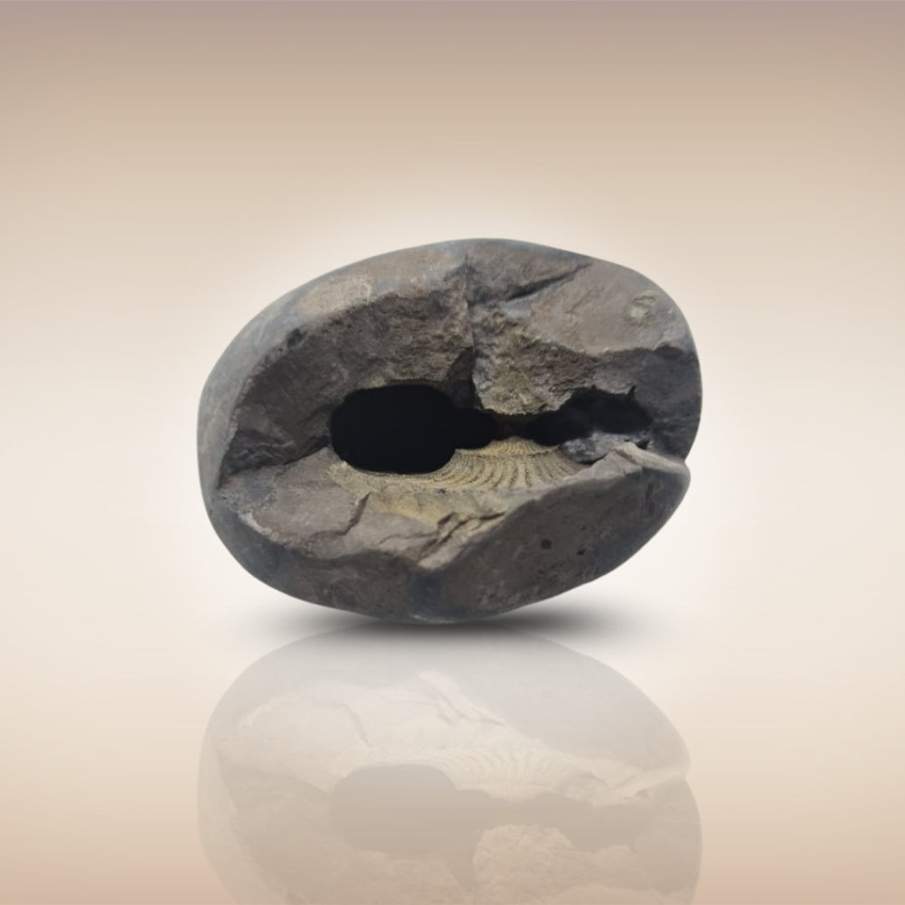 Shri Laxmi Narayan Shaligram - SH094