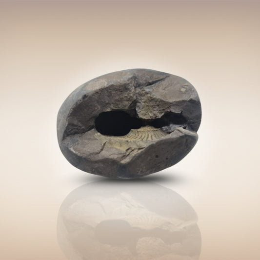Shri Laxmi Narayan Shaligram - SH094