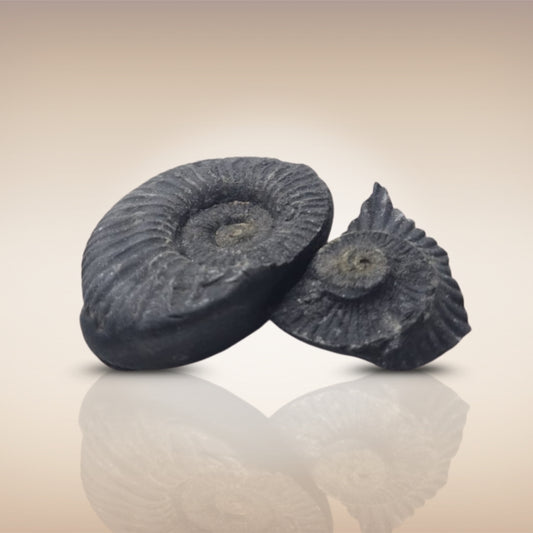 Shri Laxmi Narayan Shaligram - SH097