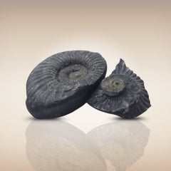 Shri Laxmi Narayan Shaligram - SH097