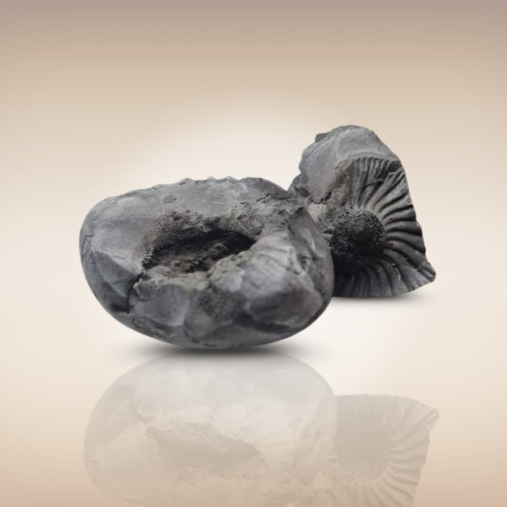 Shri Laxmi Narayan Shaligram - SH098