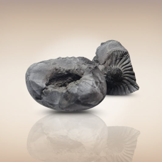 Shri Laxmi Narayan Shaligram - SH098