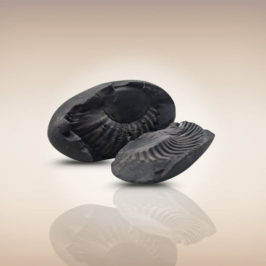 Shri Laxmi Narayan Shaligram - SH099