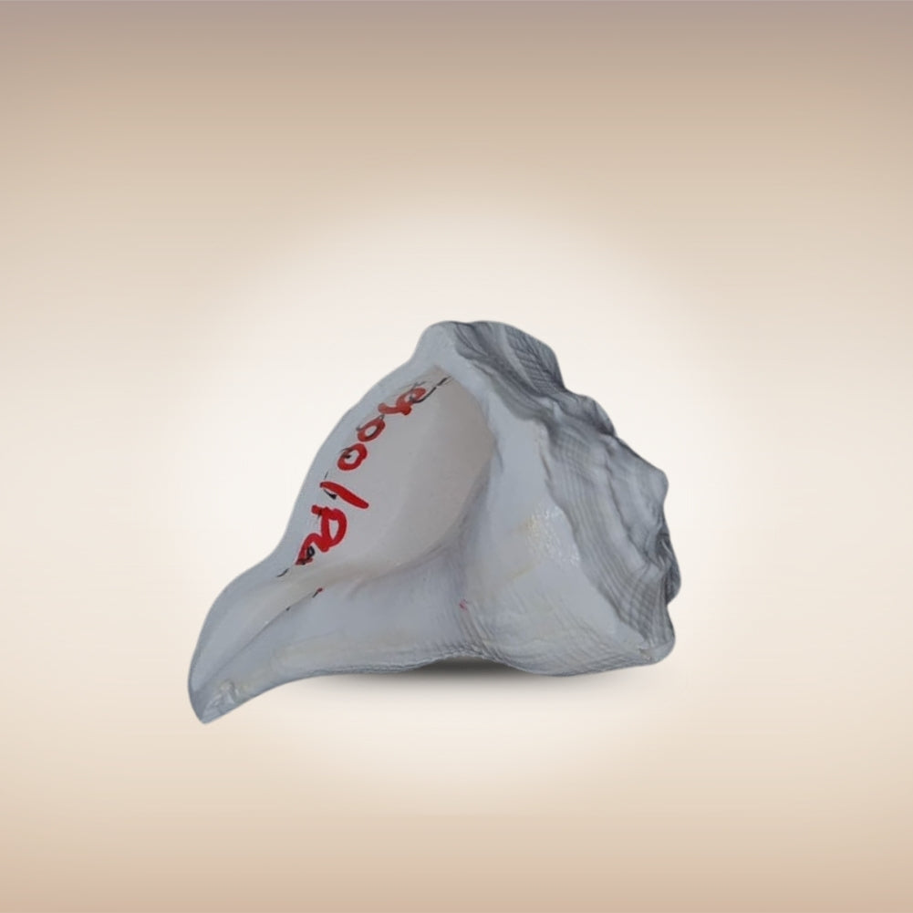 Dakshinavarti Shankh | Conch | Blowing Shankh Length 4 Inch