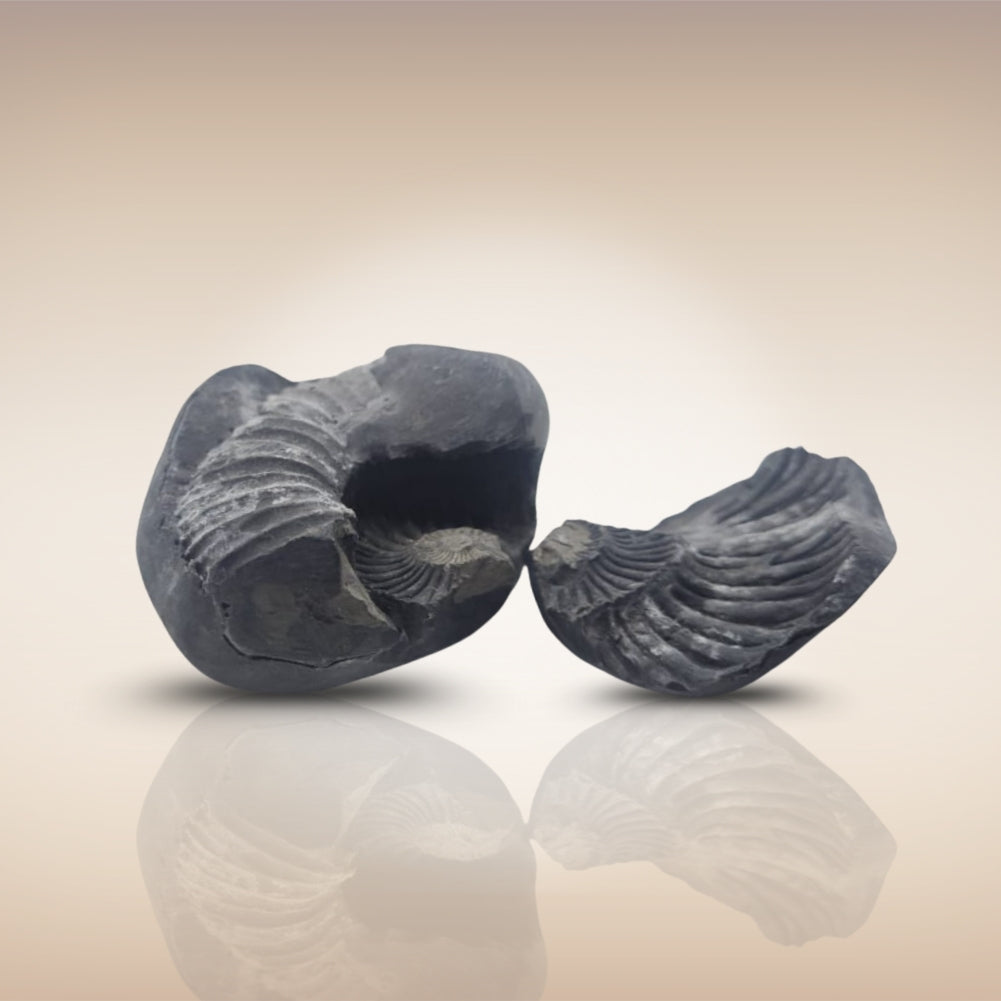 Shri Laxmi Narayan Shaligram - SH101